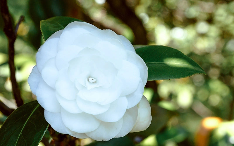 масло от Камелия