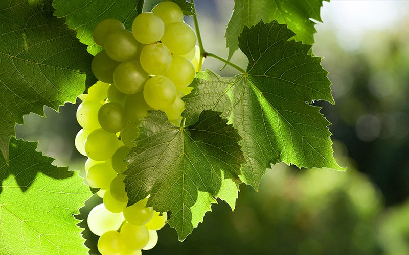 масло от гроздови семена