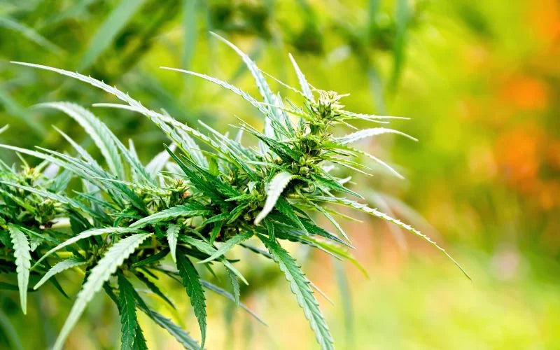 масло от конопено семе