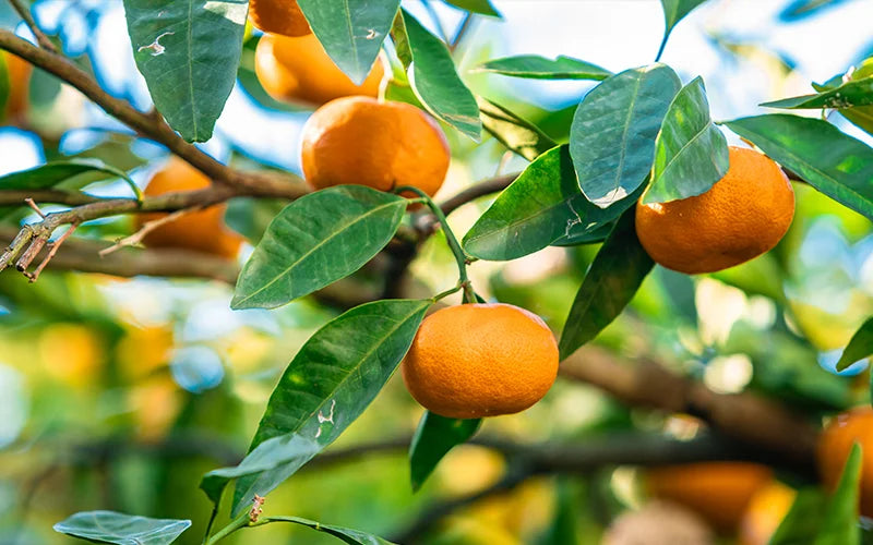 масло от мандарина