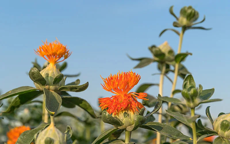 масло от шафран