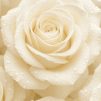Rosa Alba
