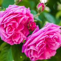 Rosa Damascena