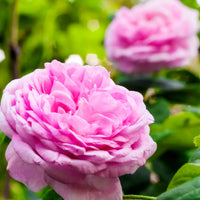 Rosa Centifolia